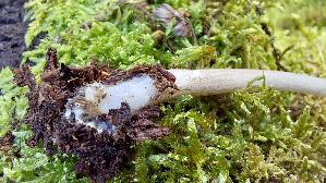 Rehbrauner-Dachpilz_Pluteus-cervinus_20261019_141958.jpg