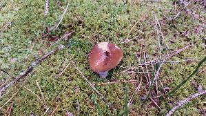 Reifpilz_Cortinarius-caperatus_20250930_124259.jpg