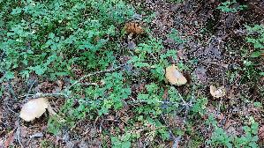 Reifpilz_Cortinarius-caperatus_20260916_094014.jpg