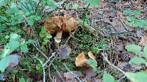 Reifpilz_Cortinarius-caperatus_20260916_094032.jpg