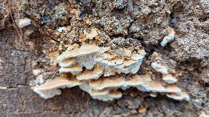 Reihige-Tramete_Antrodia-serialis_20250402_145608.jpg
