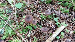 Rettich---Guertelfuss_Cortinarius-evernius_20250905_100402.jpg
