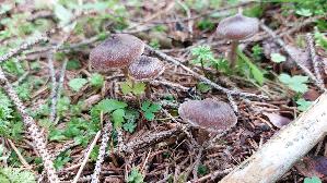 Rettich---Guertelfuss_Cortinarius-evernius_20250905_100422.jpg