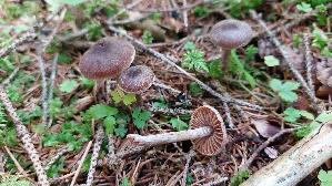 Rettich---Guertelfuss_Cortinarius-evernius_20250905_100439.jpg