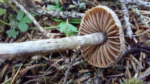 Rettich---Guertelfuss_Cortinarius-evernius_20250905_100454.jpg
