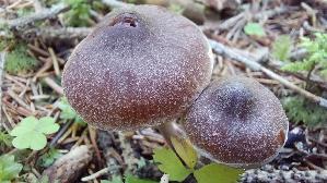 Rettich---Guertelfuss_Cortinarius-evernius_20250905_100503.jpg