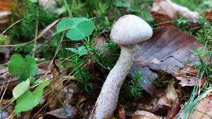 Rettich---Guertelfuss_Cortinarius-evernius_20250930_135047.jpg