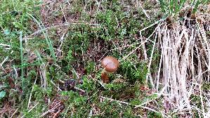 Rettich---Guertelfuss_Cortinarius-evernius_20260917_095329.jpg