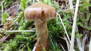 Rettich---Guertelfuss_Cortinarius-evernius_20260917_095505.jpg