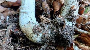 Riesen---Champignon_Agaricus-augustus_20250915_183700.jpg
