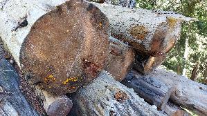 Riesen---Gallerttraene_Dacrymyces-chrysospermus_20250903_141619.jpg