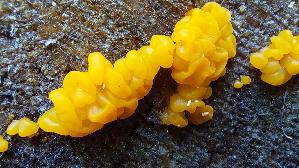 Riesen---Gallerttraene_Dacrymyces-chrysospermus_20250903_141644.jpg