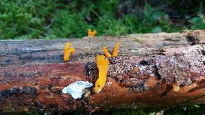 Riesen---Gallerttraene_Dacrymyces-chrysospermus_20250904_102104.jpg