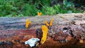Riesen---Gallerttraene_Dacrymyces-chrysospermus_20250904_102133.jpg