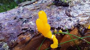 Riesen---Gallerttraene_Dacrymyces-chrysospermus_20250904_102228.jpg