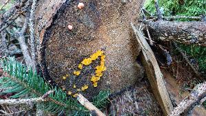 Riesen---Gallerttraene_Dacrymyces-chrysospermus_20250906_103751.jpg