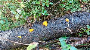 Riesen---Gallerttraene_Dacrymyces-chrysospermus_20250906_112839.jpg