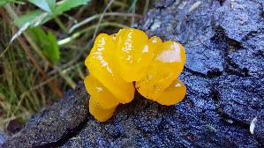 Riesen---Gallerttraene_Dacrymyces-chrysospermus_20250906_112849.jpg