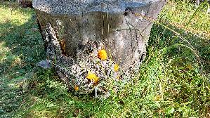 Riesen---Gallerttraene_Dacrymyces-chrysospermus_20250906_155338.jpg