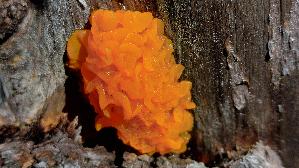 Riesen---Gallerttraene_Dacrymyces-chrysospermus_20250906_155425.jpg