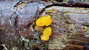 Riesen---Gallerttraene_Dacrymyces-chrysospermus_20260917_112508.jpg