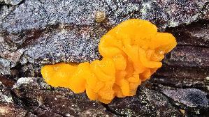 Riesen---Gallerttraene_Dacrymyces-chrysospermus_20260917_113049.jpg