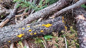 Riesen---Gallerttraene_Dacrymyces-chrysospermus_20260919_110157.jpg