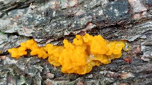 Riesen---Gallerttraene_Dacrymyces-chrysospermus_20260919_110216.jpg