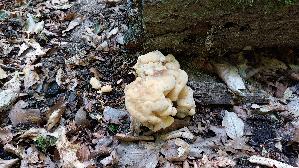Riesen---Porling_Meripilus-giganteus_20260728_125241.jpg