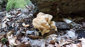 Riesen---Porling_Meripilus-giganteus_20260728_125247.jpg