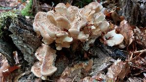 Riesen---Porling_Meripilus-giganteus_20260818_170756.jpg