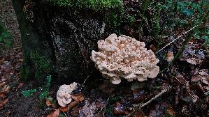 Riesen---Porling_Meripilus-giganteus_20260818_171235.jpg