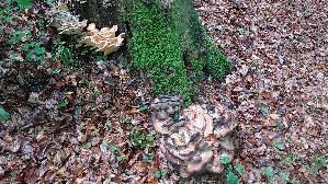 Riesen---Porling_Meripilus-giganteus_20260818_171305.jpg