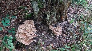 Riesen---Porling_Meripilus-giganteus_20260818_174932.jpg