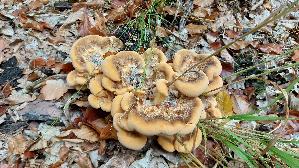 Riesen---Porling_Meripilus-giganteus_20260822_140309.jpg