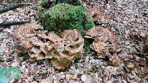 Riesen---Porling_Meripilus-giganteus_20260827_132217.jpg