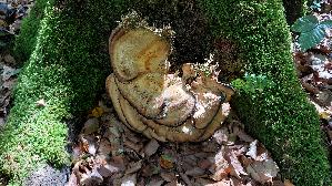 Riesen---Porling_Meripilus-giganteus_20260827_132458.jpg
