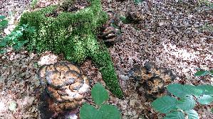 Riesen---Porling_Meripilus-giganteus_20260827_132523.jpg