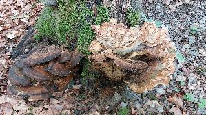 Riesen---Porling_Meripilus-giganteus_20260903_140532.jpg