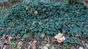 Riesen---Porling_Meripilus-giganteus_20260910_133044.jpg