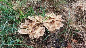 Riesen---Porling_Meripilus-giganteus_20260913_124857.jpg