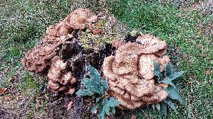 Riesen---Porling_Meripilus-giganteus_20261019_155546.jpg