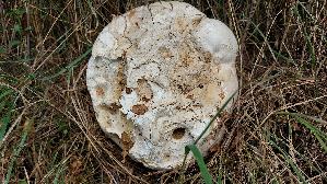 Riesenbovist_Calvatia-gigantea_20250901_155429.jpg