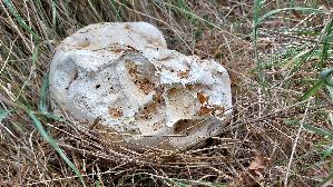 Riesenbovist_Calvatia-gigantea_20250901_155454.jpg