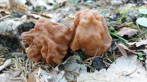 Riesenlorchel_Gyromitra-gigas_20260406_113301.jpg