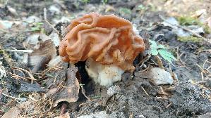 Riesenlorchel_Gyromitra-gigas_20260406_113502.jpg