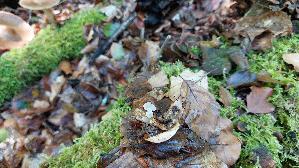 Rinden---Postament---Helmling_Mycena-stylobates_20260901_133311.jpg