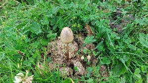 Ring---Duengerling_Panaeolus-semiovatus_20250908_102317.jpg