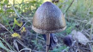 Ring---Duengerling_Panaeolus-semiovatus_20260906_110453.jpg