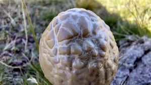 Ring---Duengerling_Panaeolus-semiovatus_20260921_144440.jpg